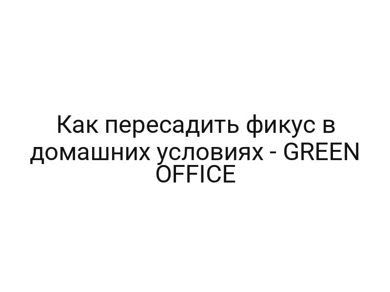 Как пересадить фикус в домашних условиях — GREEN OFFICE
