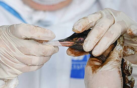 Сотни мертвых и измазанных в нефтепродуктах птиц нашли в Анапе