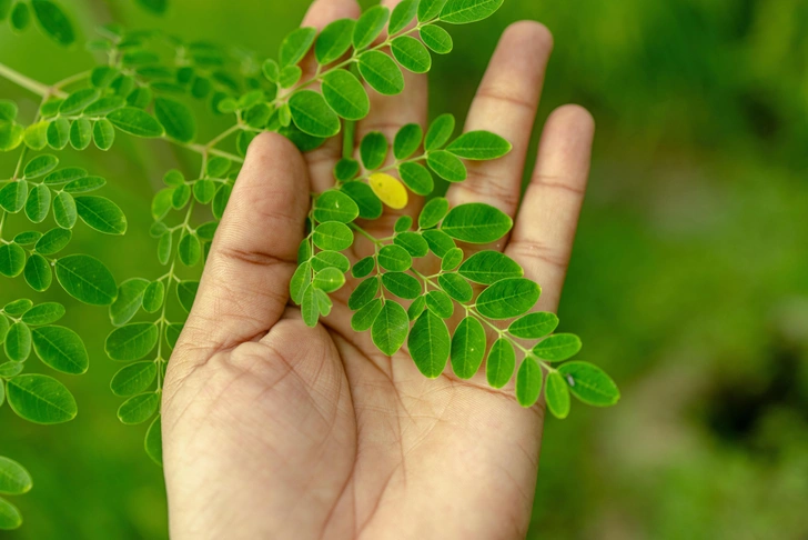 Древний лайфхак: найдено чудо-дерево, способное очищать воду от 98% микропластика