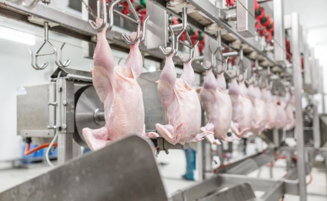 Курам на смех: Российские КАБы ударили по крупнейшей в Европе птицефабрике