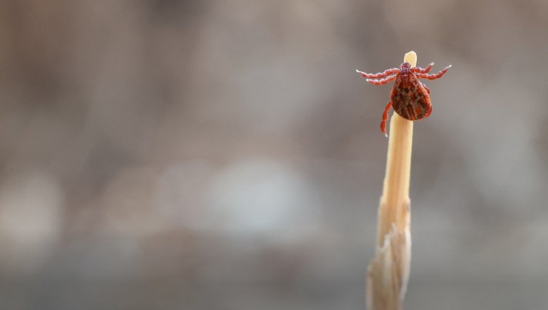 В Китае нашли новый вирус ALTNV, он передаётся через укусы клещей